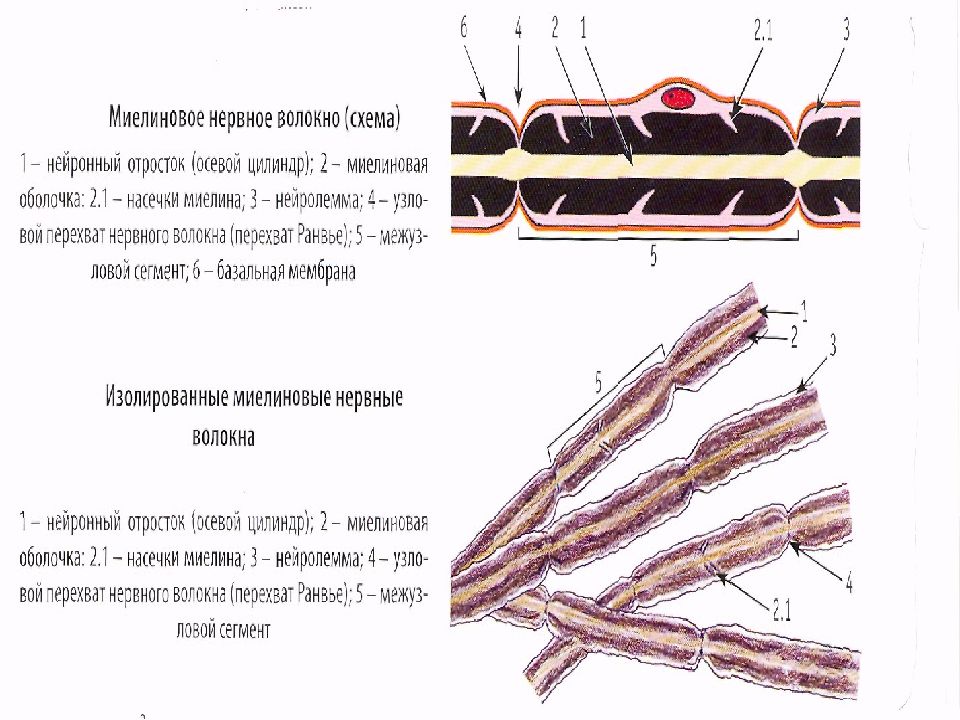 Миелиновые нервные волокна. Миелиновые и безмиелиновые нервные волокна препарат. Миелиновые волокна препарат гистология. Миелиновые нервные волокна препарат гистология. Миелиновые нервные волокна гистология рисунок.