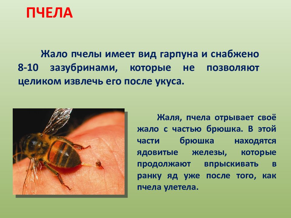 Тема укусы насекомых. Укусы ядовитых насекомых. Укус пчелы первая помощь.