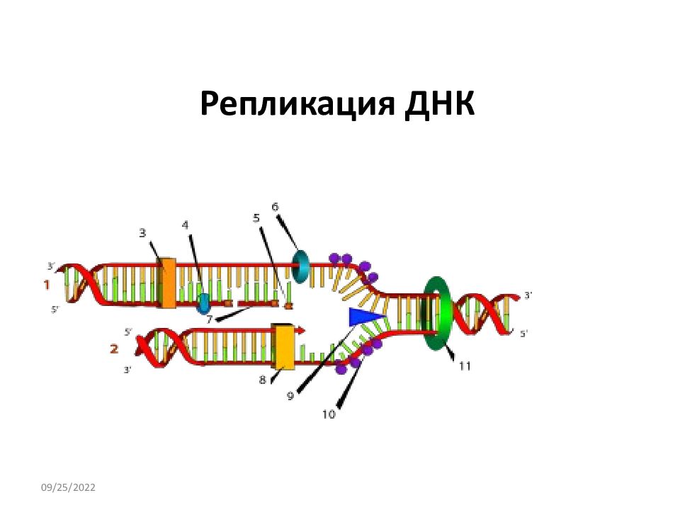 Репликация ДНК