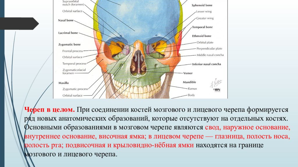 Нос и головной мозг. Основные структуры внутреннего основания черепа. Свод черепа и основание черепа. Топография лицевого отдела черепа анатомия. Топография основания головного мозга и внутреннего основания черепа.