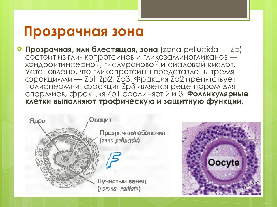 Яйцеклетка какая клетка. Zona pellucida яйцеклетки. Блестящая оболочка яйцеклетки образована. Функции блестящей оболочки яйцеклетки. Функции прозрачной оболочки яйцеклетки.