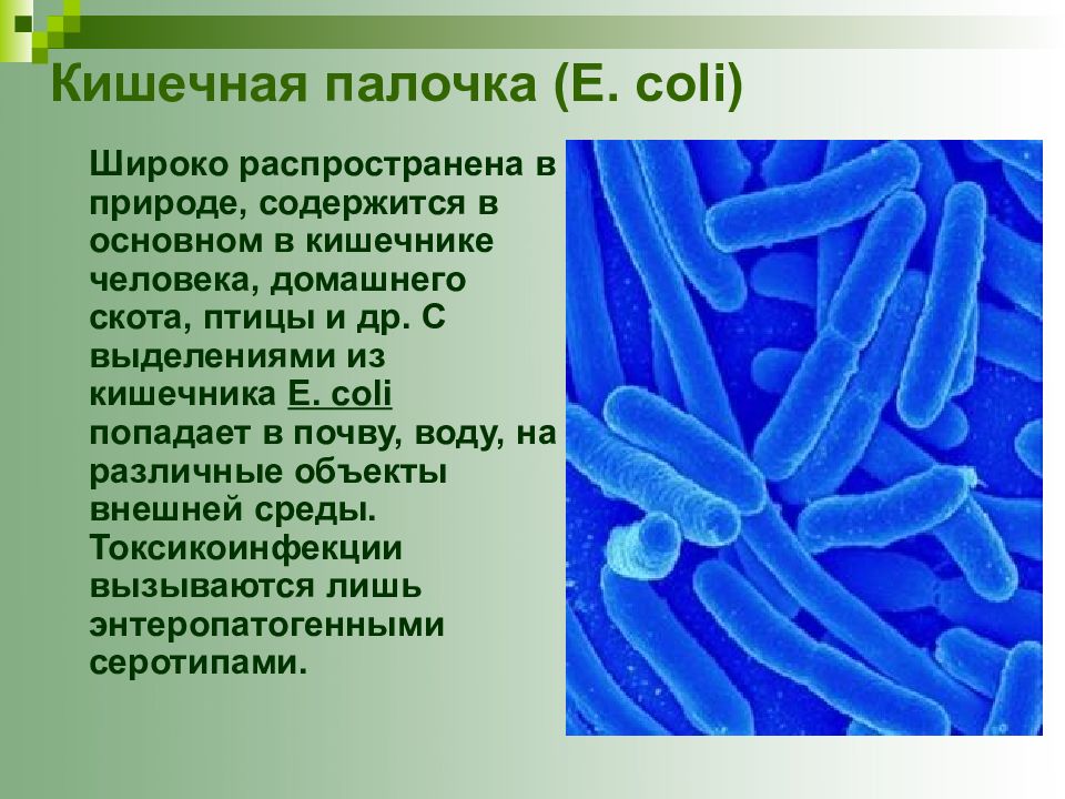 Презентация на тему кишечная палочка