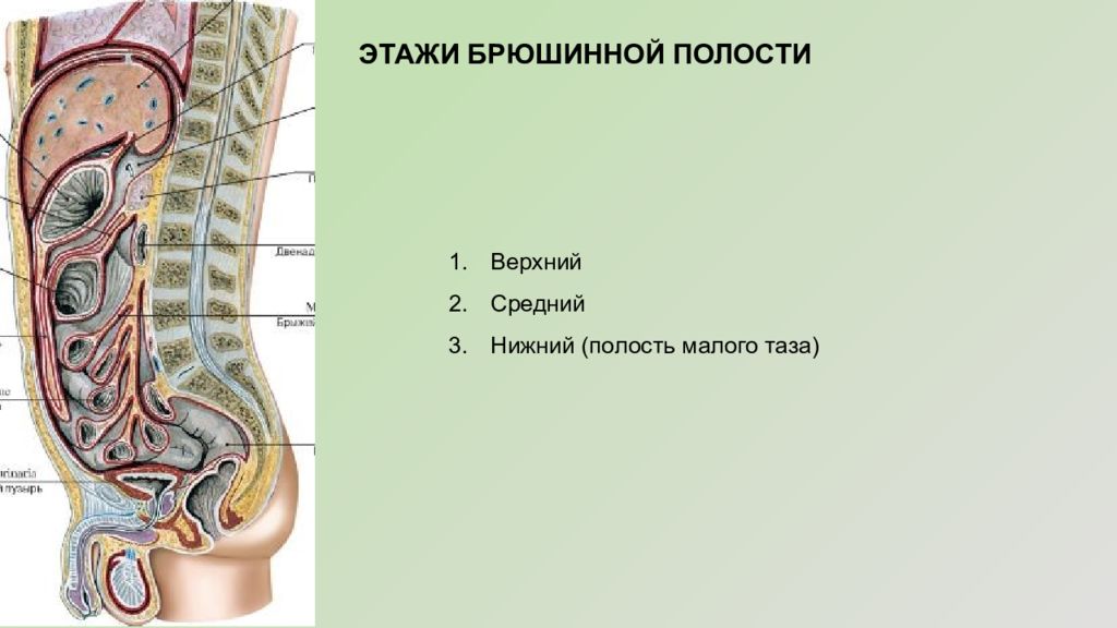 Этажи малого таза