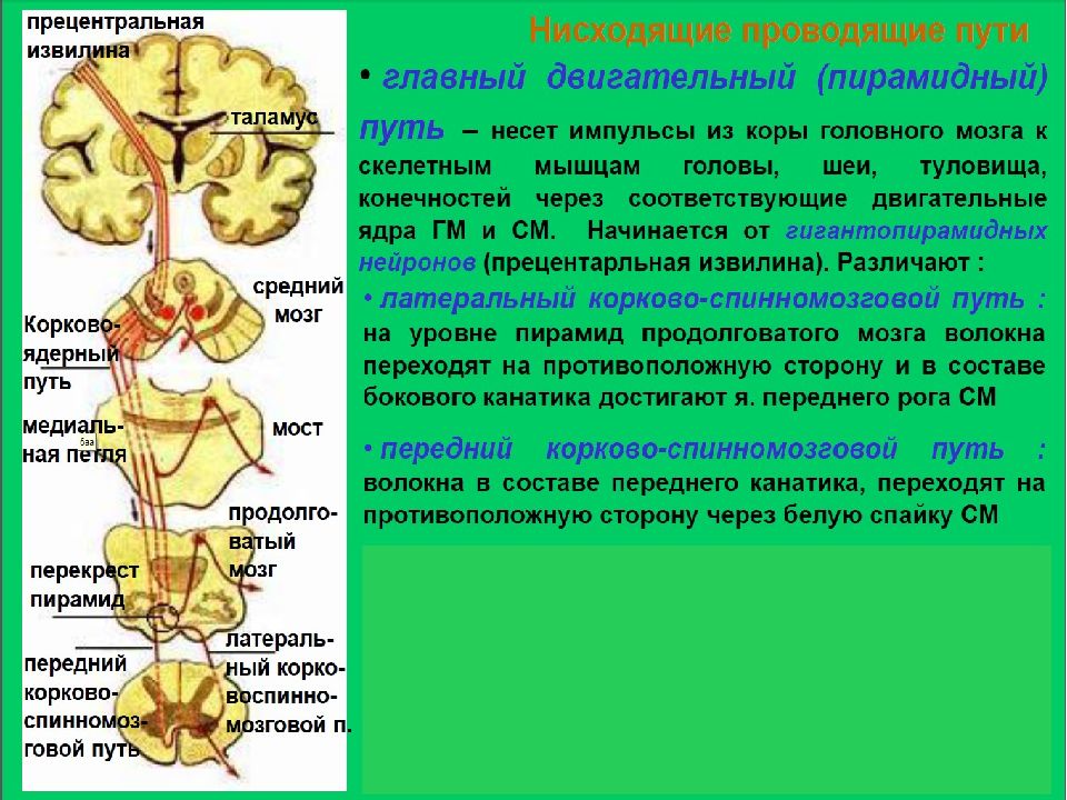 Кортико спинальный путь схема