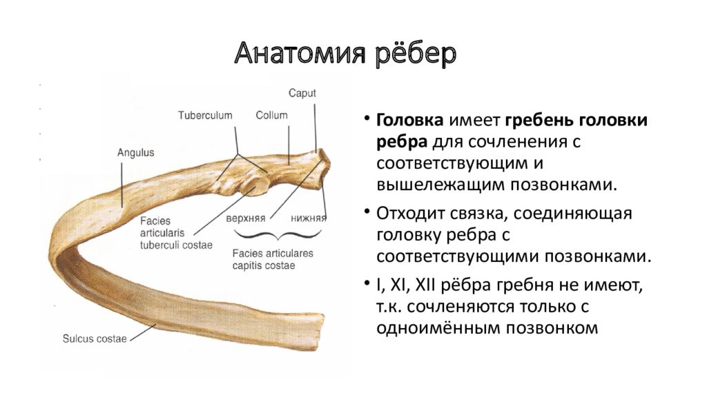 Гребень ребра. Детали строения костного ребра. 1 Ребро анатомия строение. Строение кости ребра. Анатомические образования первого ребра:.