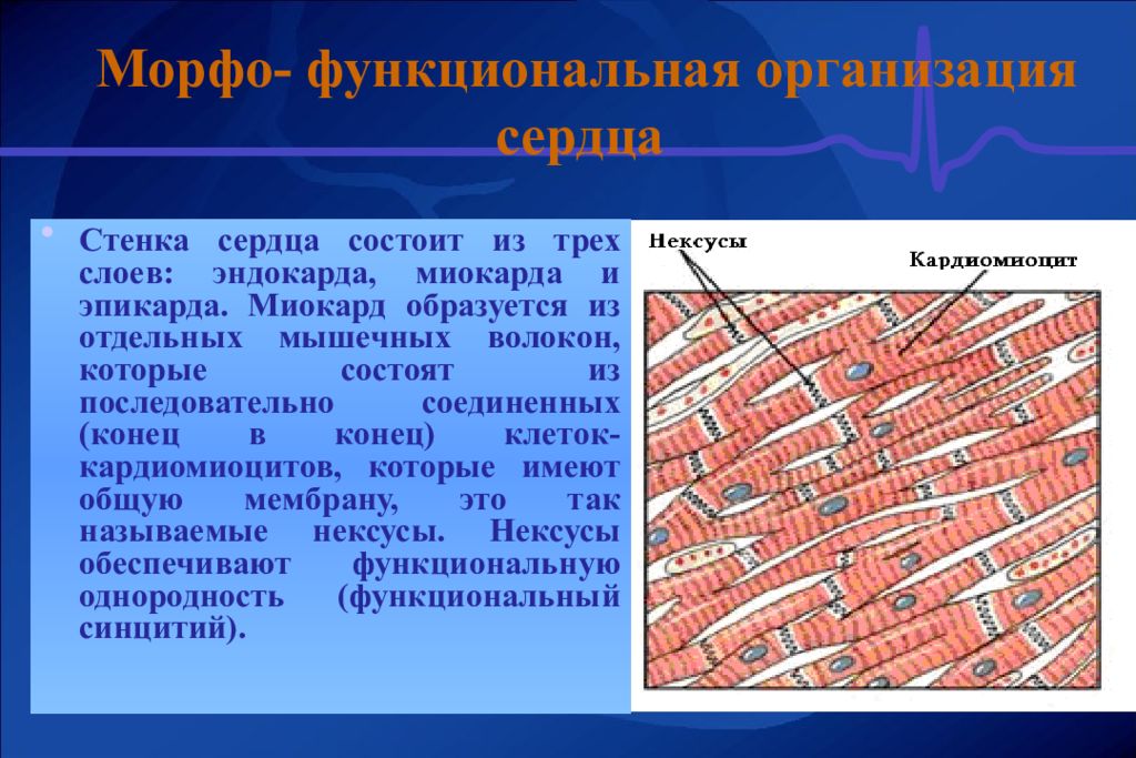 Сердечная стенка образована какой тканью. Секреторные кардиомиоциты предсердий.. Строение клетки кардиомиоциты. Кардиомиоциты синцитий. Кардиомиоциты человека гистология.