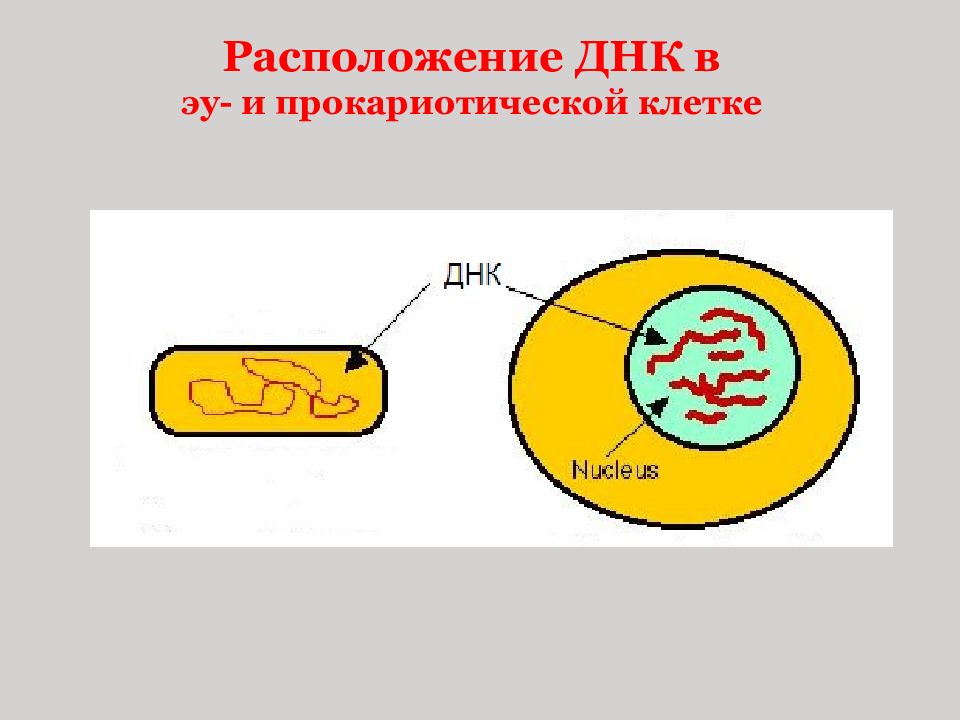 Располагайте клетку. Расположение ДНК В клетке. Компоненты прокариотической клетки. Местоположение в клетке ДНК. ДНК В прокариотической клетке.