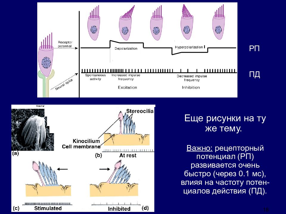 Что воспримут изображенные на рисунке рецепторные клетки свет прикосновение растворенное вещество