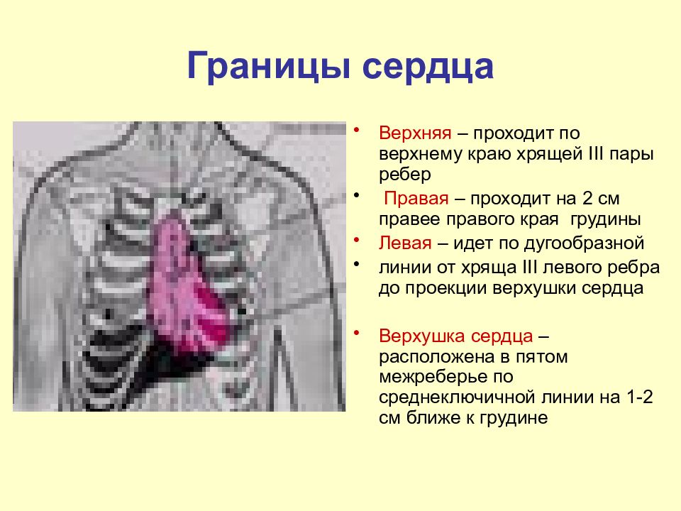 Края сердца. Границы сердца. Границы сердца человека. Левая граница сердца. Верхняя граница сердца находится.