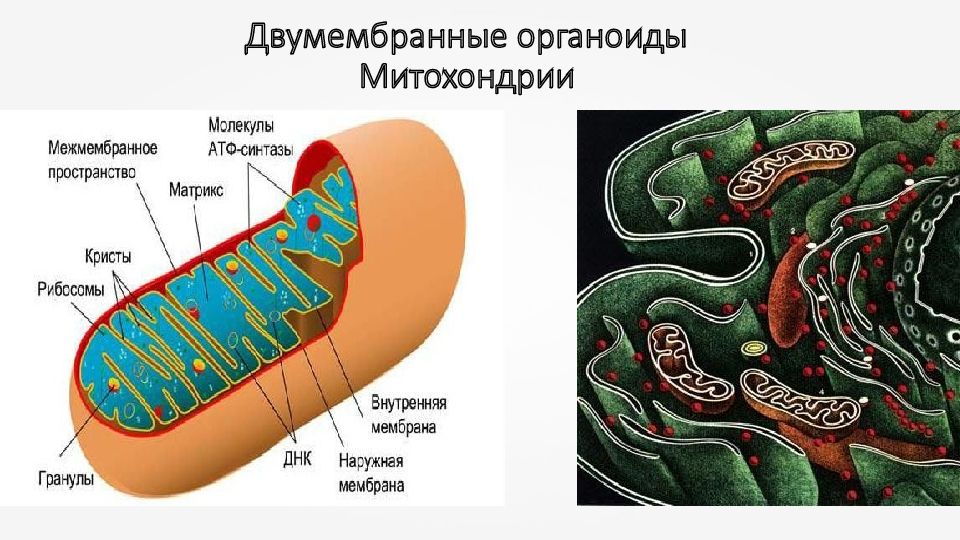 Изображенный на рисунке органоид обеспечивающий быстрое продвижение веществ в клетке представляет