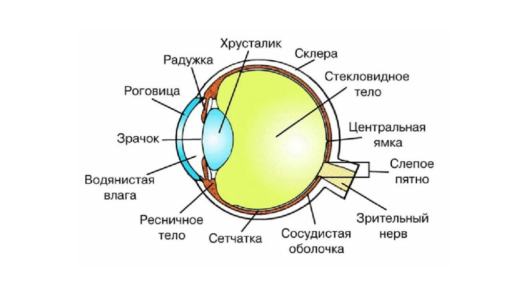 Роговица зрительная зона коры мозга стекловидное тело. Орган зрения зрительный анализатор анатомия. Схема строения глазного анализатора. Строение глаза. Структура глаза.