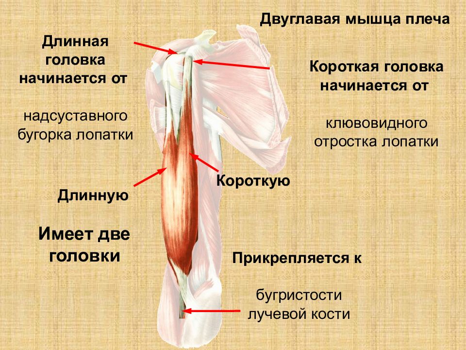 Схема прикрепления мышц плеча