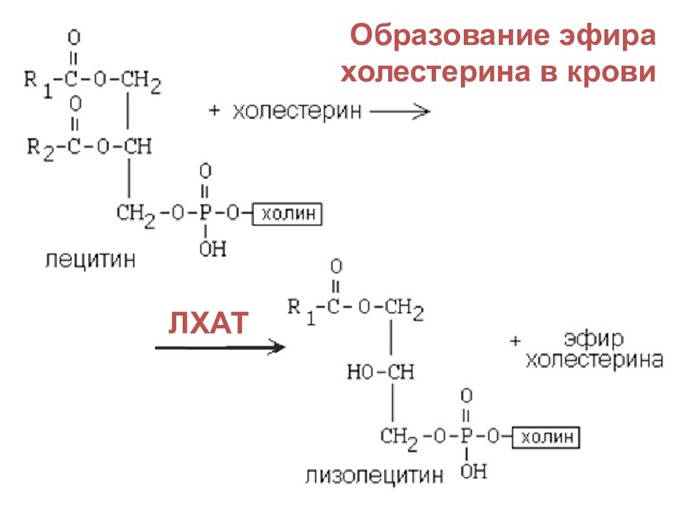 Схема реакции этерификации между холестерином и линолевой кислотой