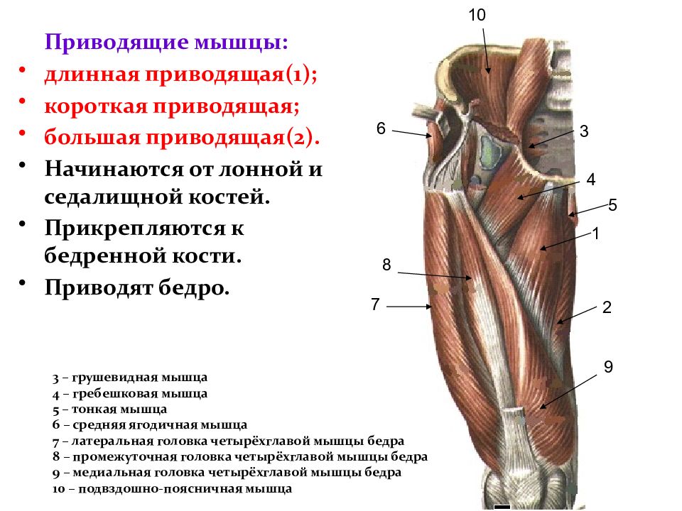 Мышцы сгибатели тазобедренного сустава