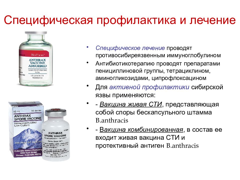 Сибирская язва инфекции презентация