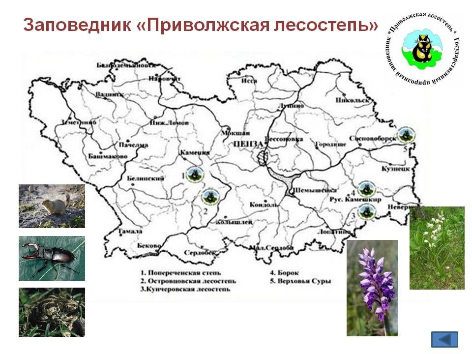 Приволжская лесостепь заповедник презентация