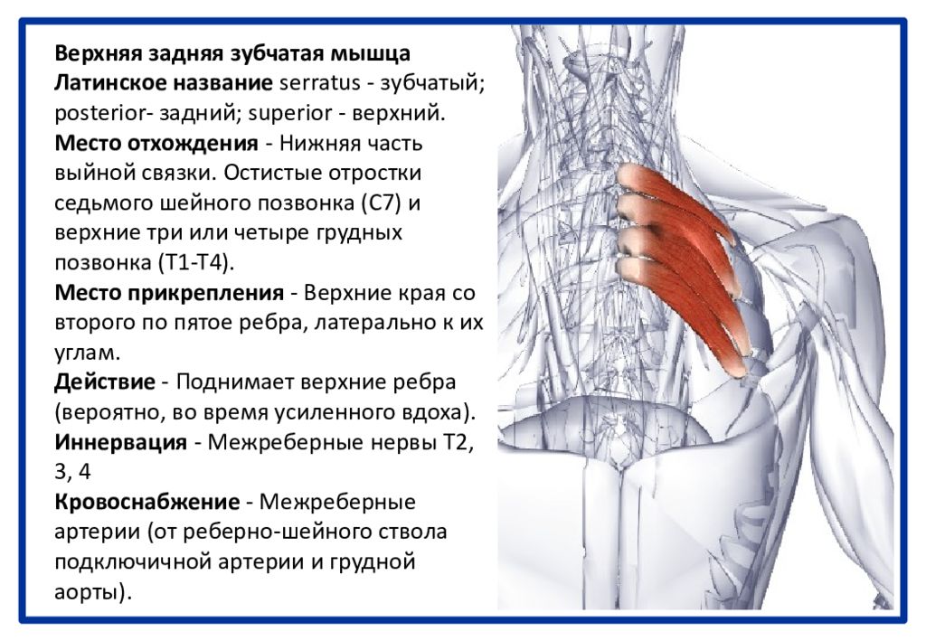 Задние нижние мышцы спины. Нижняя задняя зубчатая мышца иннервация. Мышцы спины верхняя задняя зубчатая мышца. Верхняя задняя зубчатая мышца спины анатомия. Задняя нижняя зубчатая мышца кровоснабжение и иннервация.