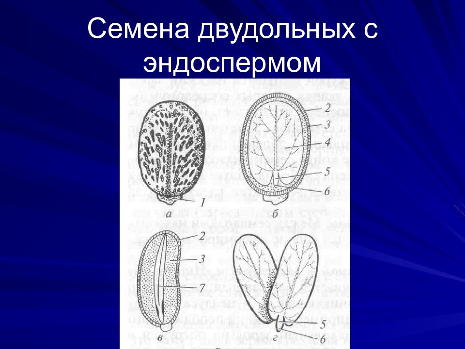 Двудольные семена. Семена двудольных растений с эндоспермом. Семена однодольных растений с эндоспермом. Эндосперм у двудольных растений. Семена двудольных:клещевины.