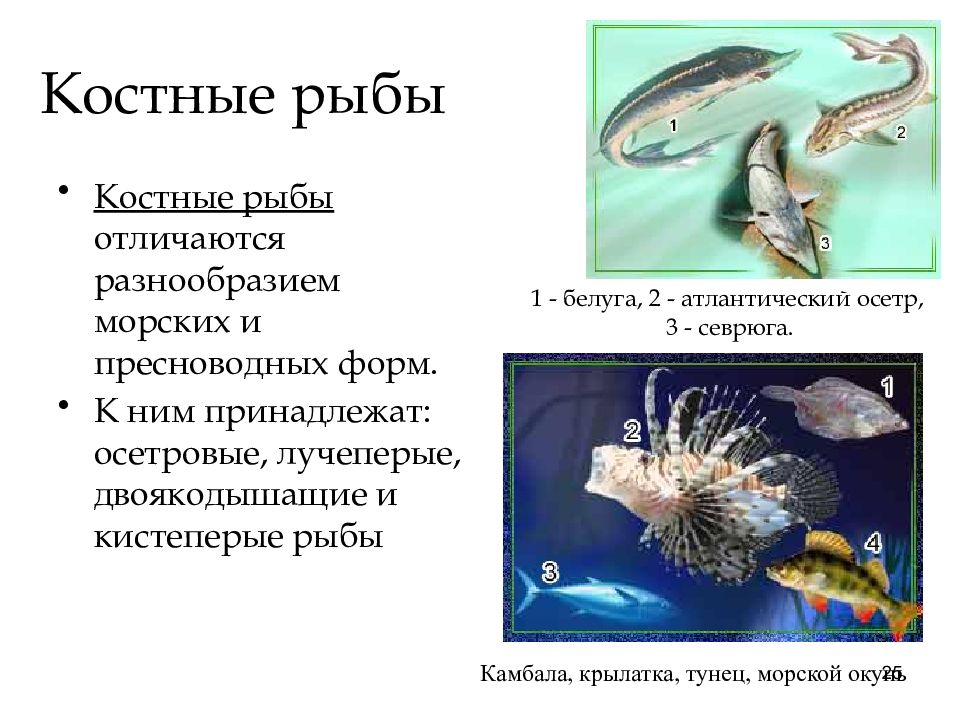 2 костные рыбы. Двоякодышащие и кистеперые рыбы ароморфозы.