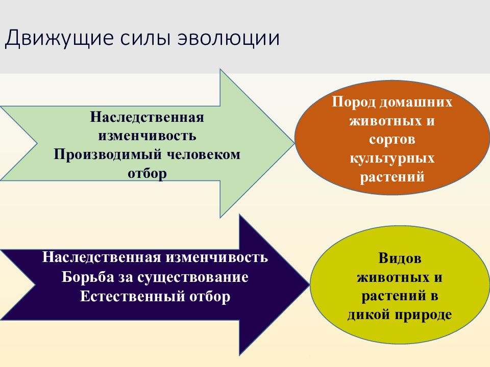 Нарисовать схему движущие силы эволюции