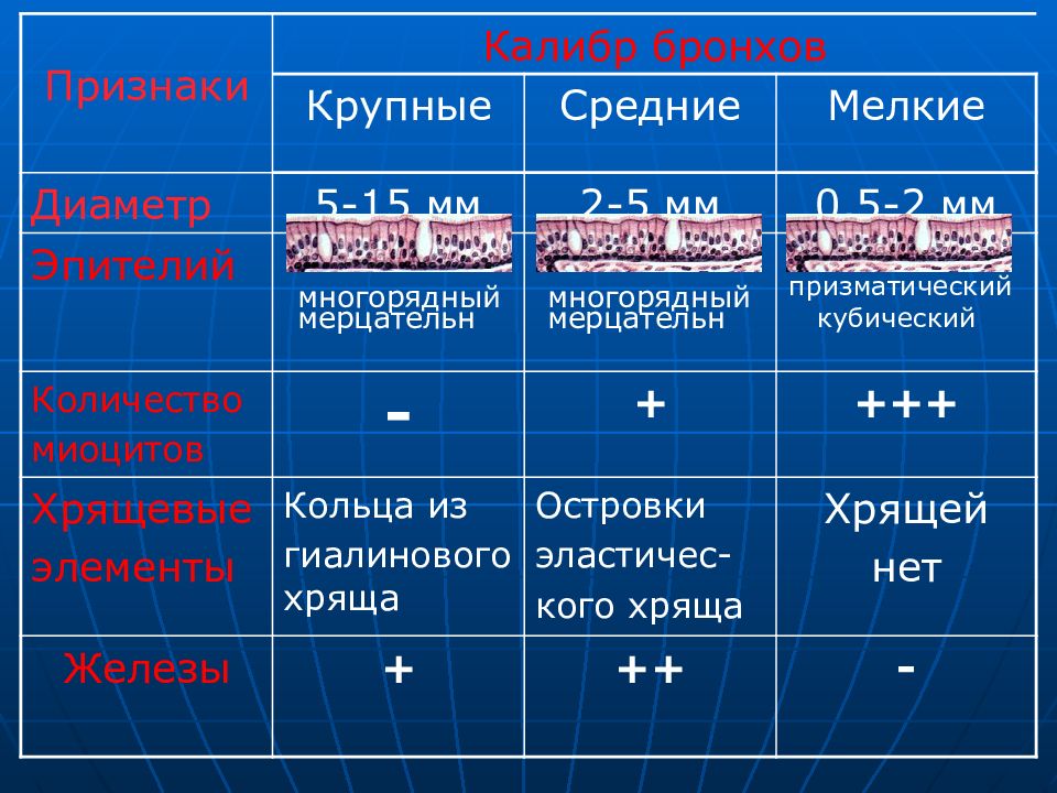 Мельчайшее различие. Отличия крупных средних и мелких бронхов. Калибры бронхов.