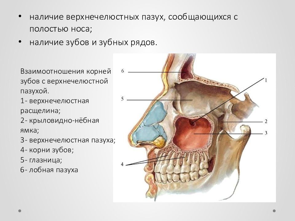 Верхнечелюстная пазуха картинка