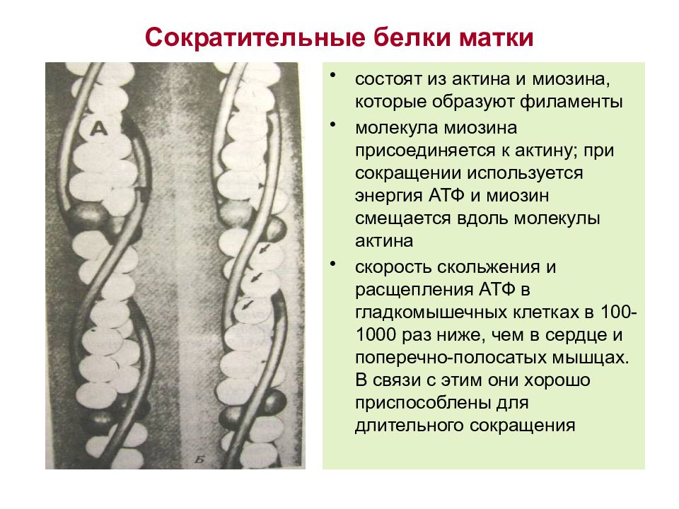 Сократительные белки. Сократительные белки название.