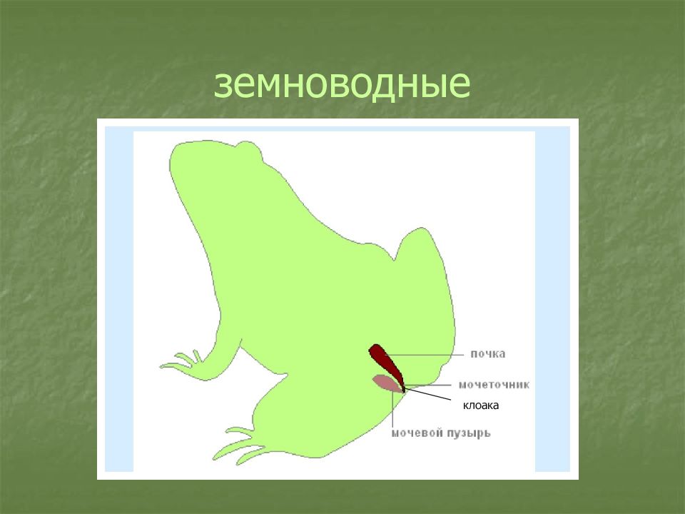 Презентация 6 класс биология выделение у животных 6 класс