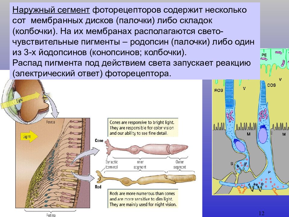 Свето чувствительный образовано от. Наружный сегмент палочек и колбочек. Мембранные диски фоторецепторов. Йодопсин в колбочках. Мембранные диски наружных сегментов.