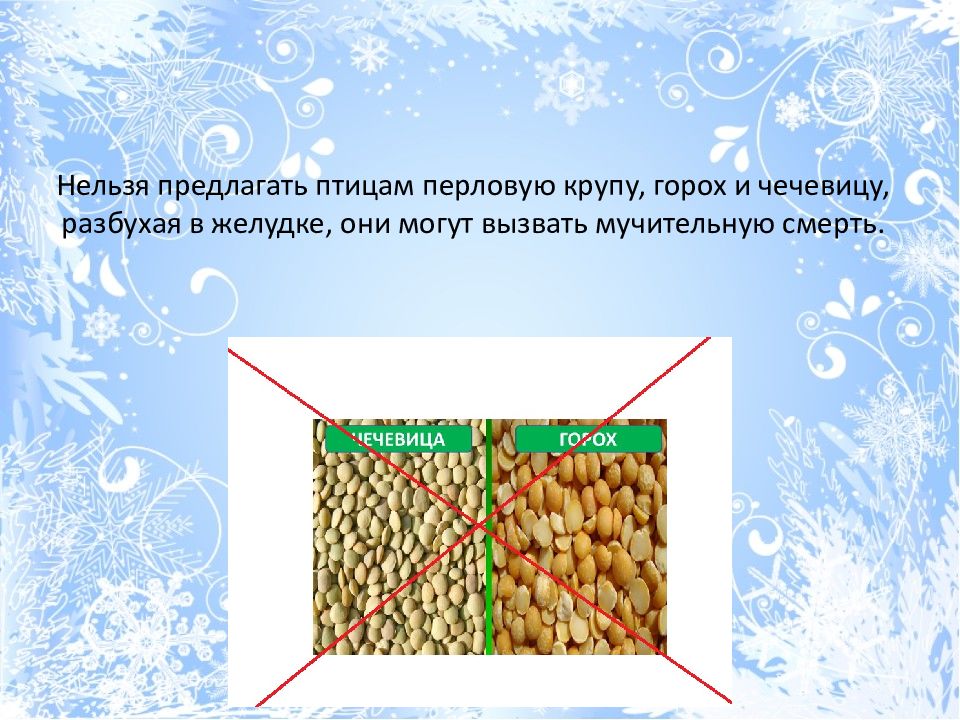 Перловка птица. Чё ем можно кормить птиц. Корма для зимующих птиц. Можно ли птицам перловку. Пшеничная крупа для птиц.