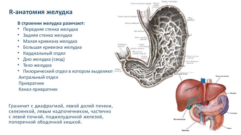 Тело желудка. Эндоскопическая анатомия желудка. Передняя и задняя стенка желудка. Строение желудка передняя стенка.