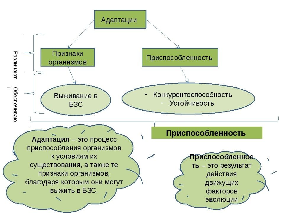 Приспособительные особенности строения и поведения животных презентация 9 класс