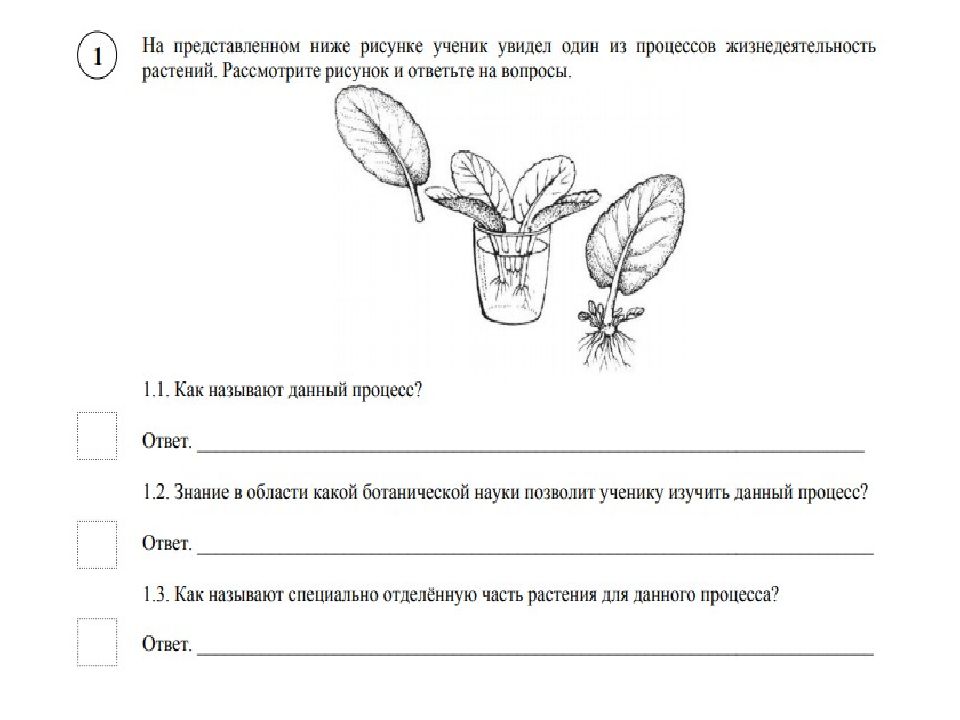 Впр по биологии 6 класс задание 9