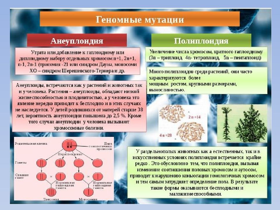 Геномные мутации примеры презентация