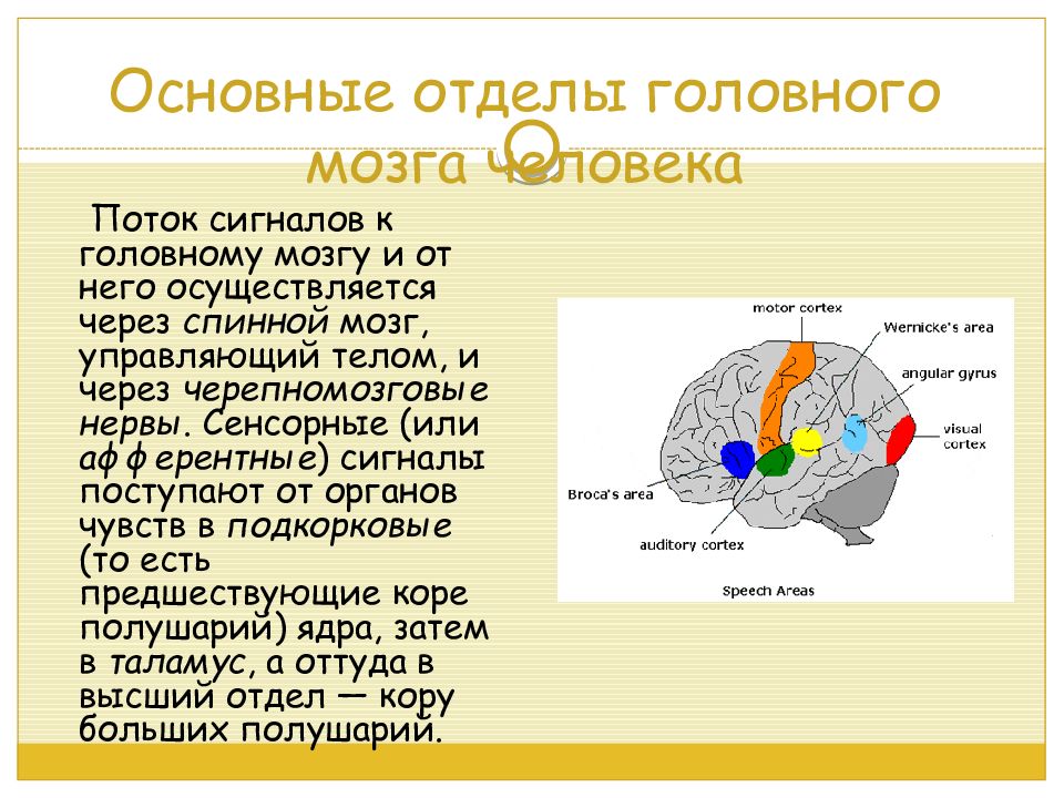 Управляемые тела. Основные отделы головного мозга человека. Сколько отделов в головном мозге. Счастливый мозг презентация. Презентация Брейни софт.