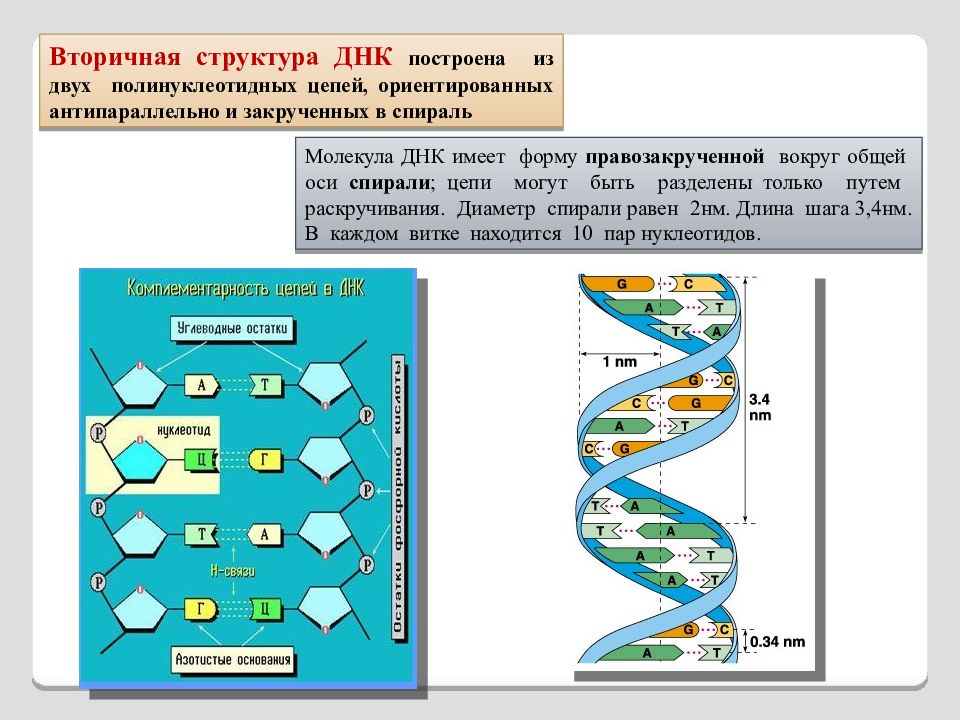 Две цепи днк. Строение полинуклеотидной Цепочки ДНК. Строение цепей ДНК из 2 полинуклеотидных цепей. Вторичная структура ДНК цепь. Формы вторичной структуры ДНК.