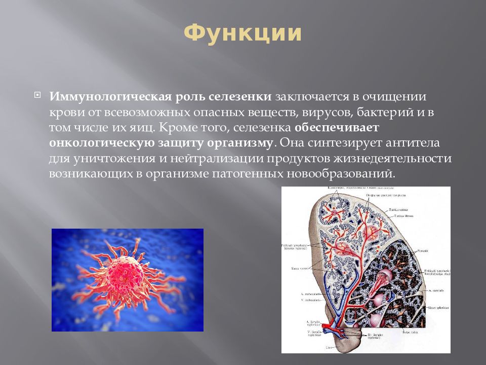 Селезенка анатомия презентация