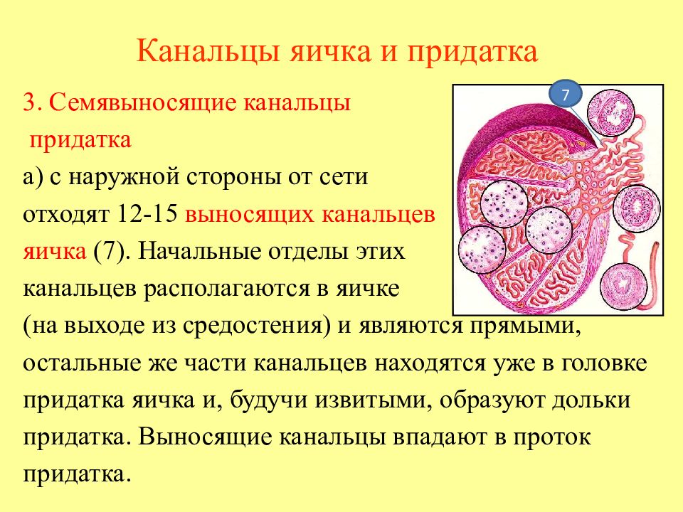 Канальцы яичка. ВЫНОСЯЩИЕ канальцы придатка яичка. Канальцы сети яичка. Прямые канальцы яичка.