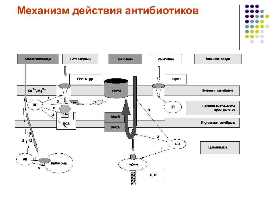 Укажите механизм действия. Механизм действия стабилизаторов. Стрептомицин механизм действия. Схема механизма действия глазных капель. «Спинраза» механизимм действия.