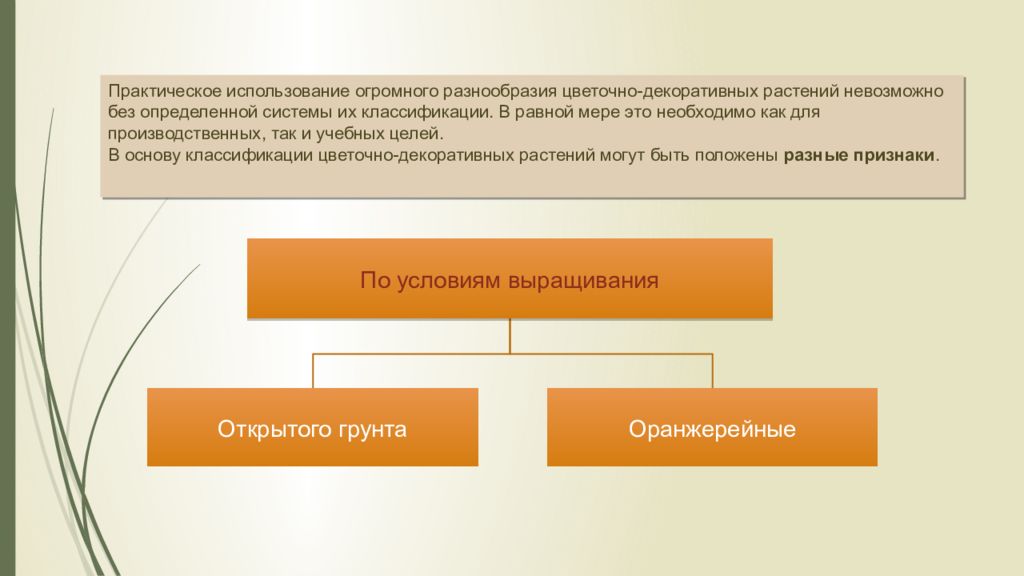 История комнатного цветоводства презентация