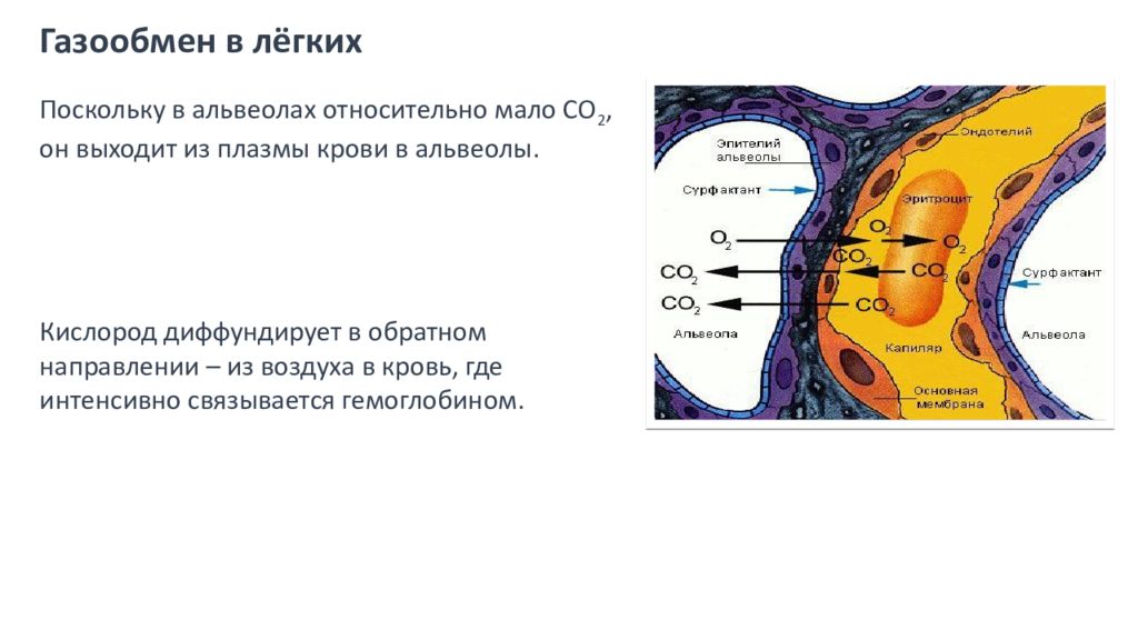 В легких человека газообмен происходит через стенки