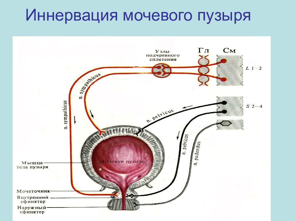 Нервный центр мочеиспускания. Нейрогуморальная регуляция мочеобразования физиология. Рефлекторная дуга рефлекса мочеиспускания. Механизмы регуляции мочеобразования. Схема процесса мочеиспускания.