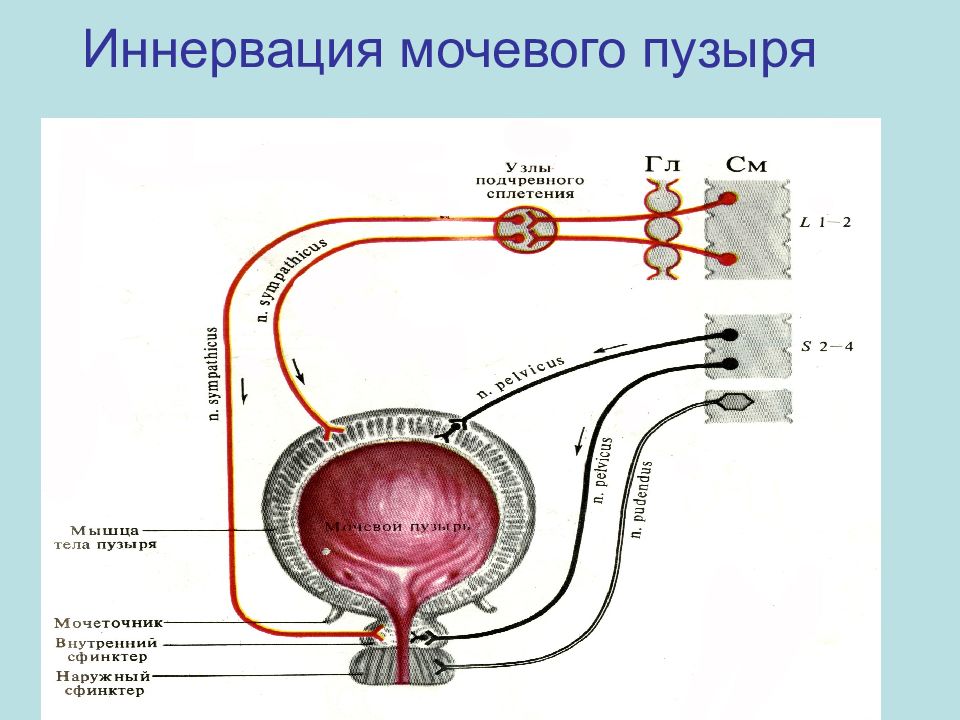 Произвольный центр мочеиспускания расположен в. Нейрогуморальная регуляция мочеобразования физиология. Рефлекторная дуга рефлекса мочеиспускания. Механизмы регуляции мочеобразования. Механизм регуляции мочеобразования и мочевыведения.