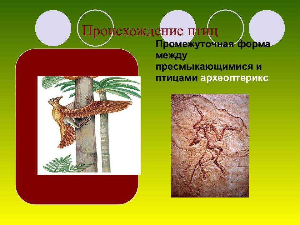 археоптерикс переходная форма между. переходные формы археоптерикс. промежуточная форма между пресмыкающимися и птицами. переходная форма между пресмыкающимися и птицами. археоптерикс переходная форма между.