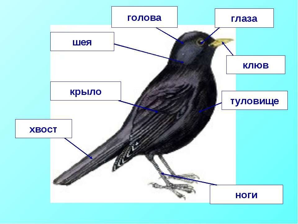 Из чего состоит птица картинки для детей