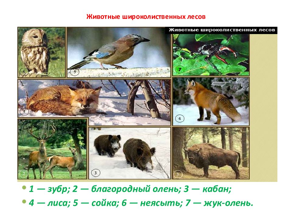 Природные зоны -почвы смешные лиса- широколиственные леса-.