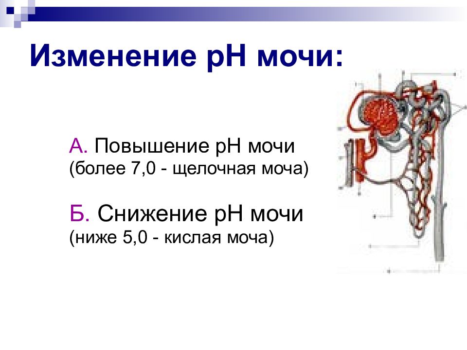 Патофизиология почек презентация