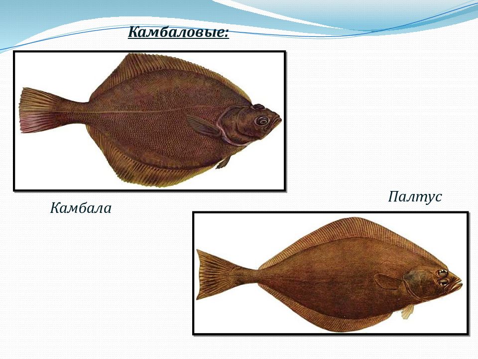 Палтусы виды. Палтус семейство камбаловых. Семейства рыб палтус камбала. Семейства камбаловых камбала. Камбала тюрбо палтус.