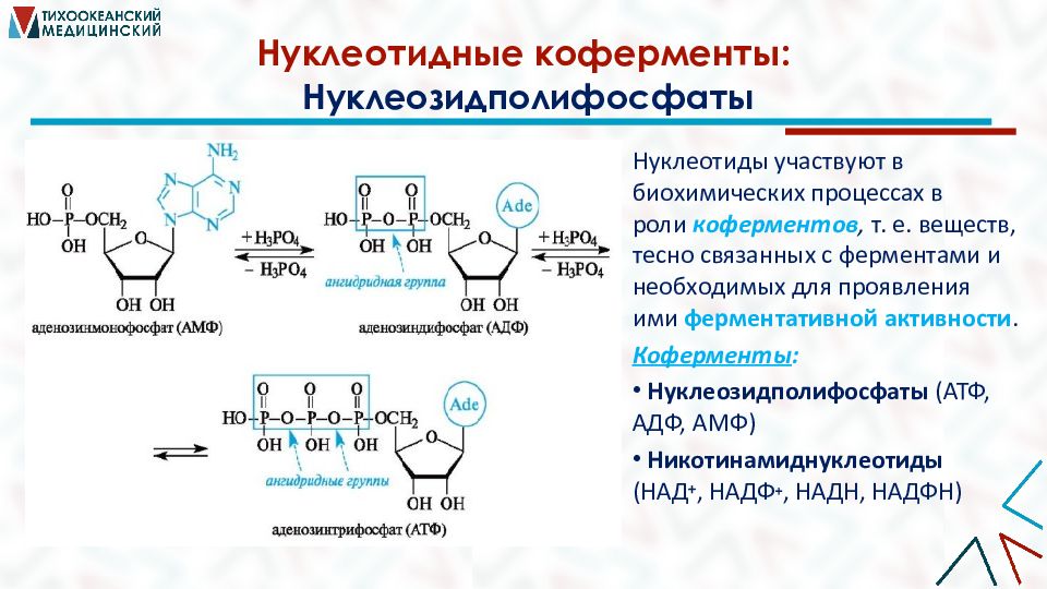 Кофермент атф. Нуклеотидные коферменты и переносчики соединений. Нуклеотидные коферменты биохимия. Нуклеотиды в роли коферментов..