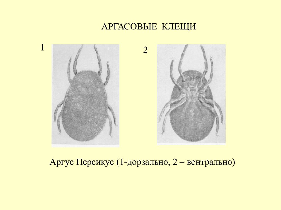 Аргасовые клещи картинки